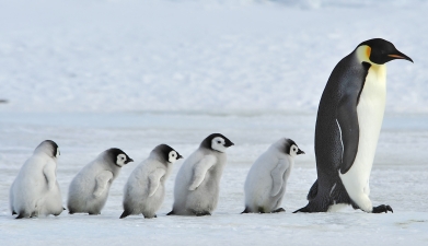 emperor-penguins-1-antarctica-vlad-silver